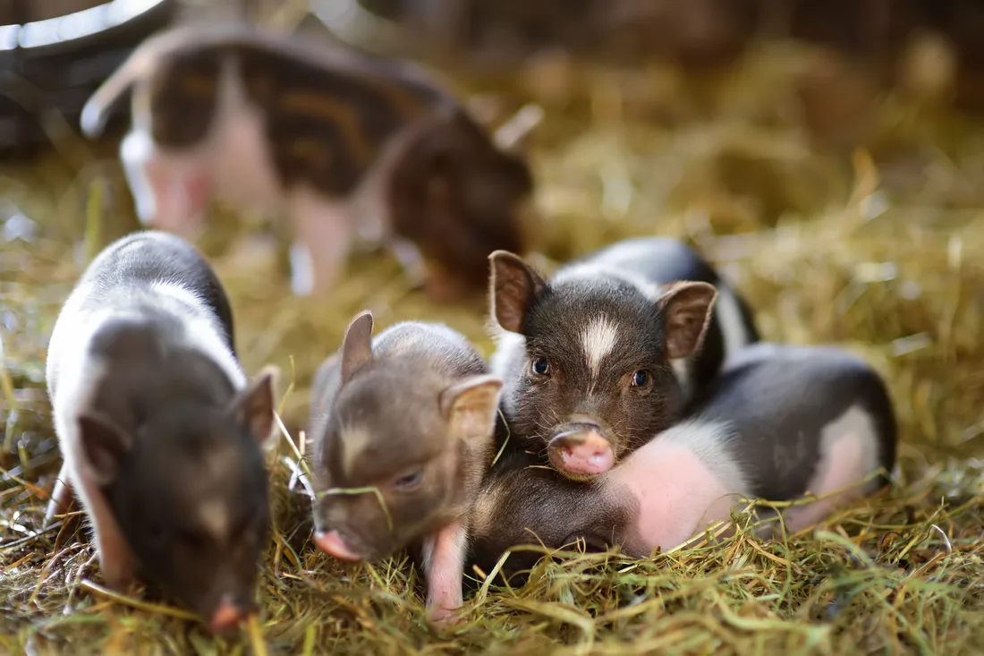 Ferkel – Standort Treuenbrietzen