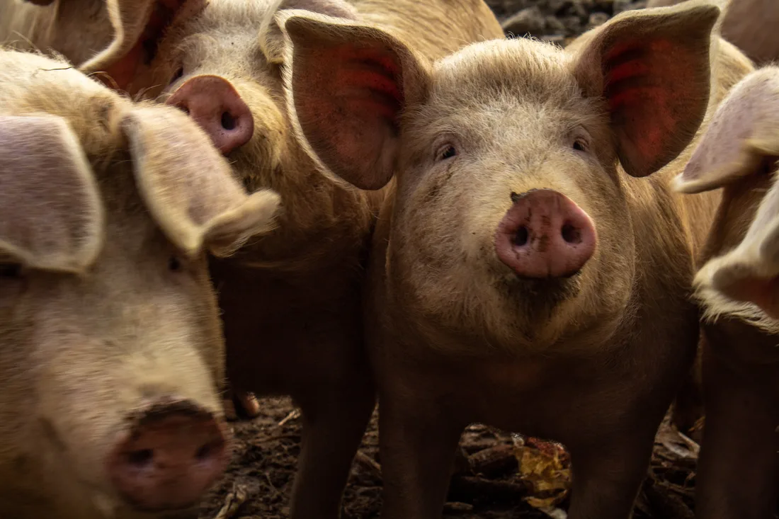 Schweinehaltung – Standort Dudensen